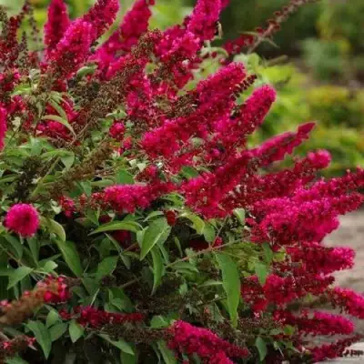 Буддлея давида РОЯЛ РЕД в Новополоцке