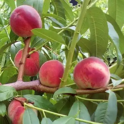 Персик КИЕВСКИЙ РАННИЙ в Новополоцке