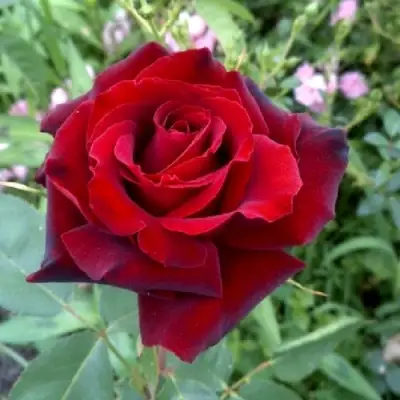 Роза ТАБУ чайно-гибридная в Новополоцке