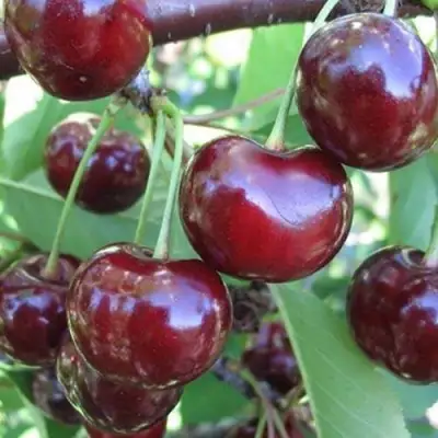 Вишня ЖАДАНА в Новополоцке