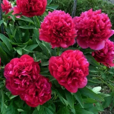 Пион БЕЛГРАВИЯ травянистый в Новополоцке