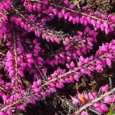 ЭРИКА "АЛЬПИЙСКИЙ ВЕРЕСК" (зимующая) сорт АТРОРУБРА в Новополоцке