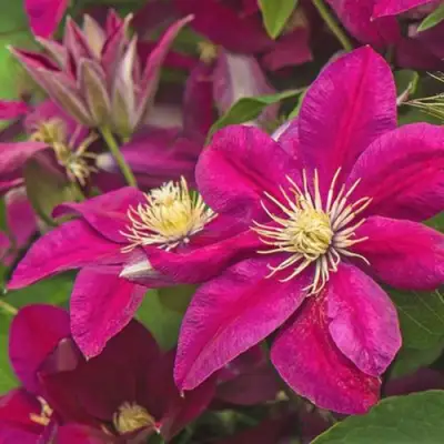 Клематис ЭРНЕСТ МАРКХАМ в Новополоцке