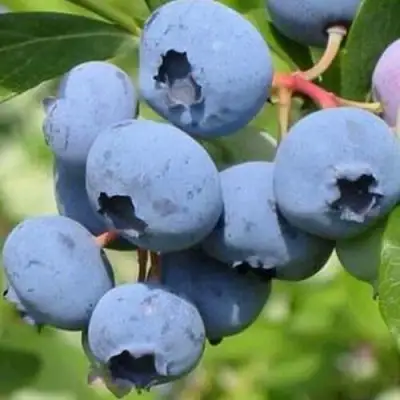 Голубика ДАРРОУ в Новополоцке