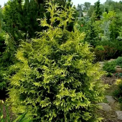 Туя ЗЕБРИНА ЭКСТРА ГОЛД складчатая в Новополоцке