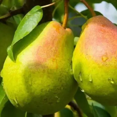 Груша ФЛЕЙТА в Новополоцке