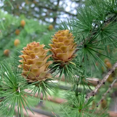 Лиственница КЕМПФЕРА в Новополоцке