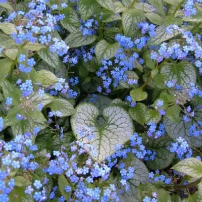 Бруннера ДЖЭК ФРОСТ в Новополоцке