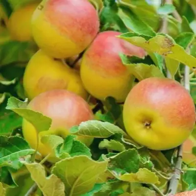 Яблоня ПАМЯТЬ БЛЫНСКОГО колонновидная в Новополоцке