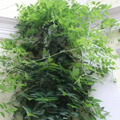 Глициния макростахия БЛЮ МУН в Новополоцке