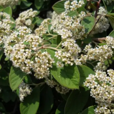 Кизильник пузырчатый в Новополоцке