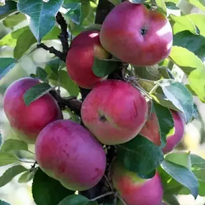 Яблоня ЕСЕНИЯ колонновидная в Новополоцке