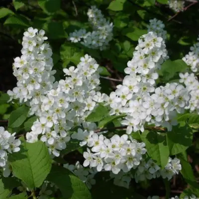 Черемуха ПАМЯТИ САЛАМАТОВА в Новополоцке