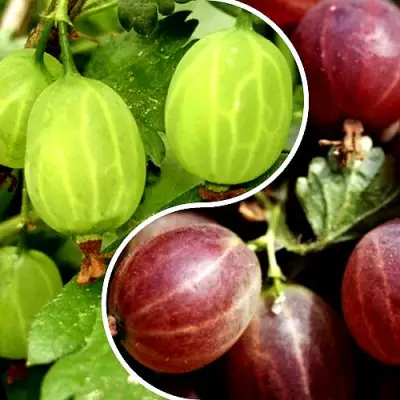 Комплект СКАЗКА в Новополоцке