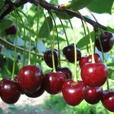 Вишня БЫСТРИНКА в Новополоцке