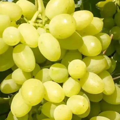 Виноград ДОЛГОЖДАННЫЙ в Новополоцке