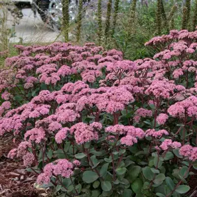 Очиток (седум) МАТРОНА в Новополоцке