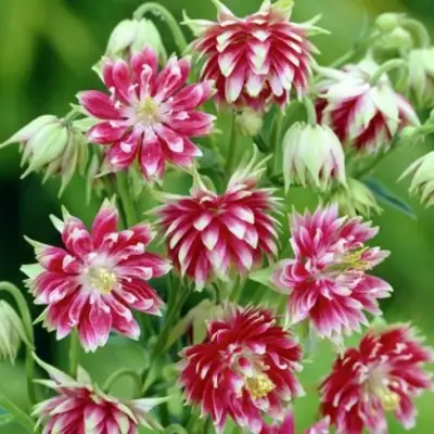 Аквилегия БАРЛОУ НОРА гибрид МакКаны в Новополоцке