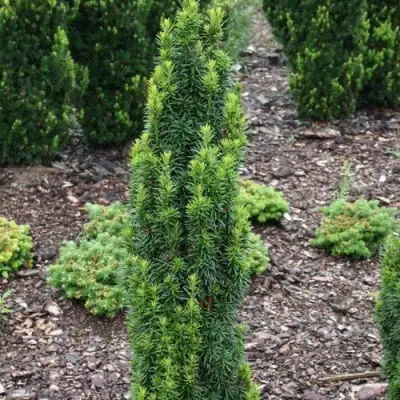 Тис ВОЙТЕК средний  в Новополоцке