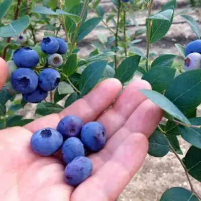 Голубика НОРТ КАНТРИ в Новополоцке