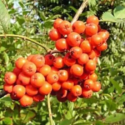 Рябина КОНЦЕНТРА сладкоплодная в Новополоцке