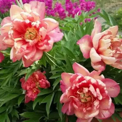 Пион ДЖУЛИЯ РОУЗ ито-гибрид в Новополоцке