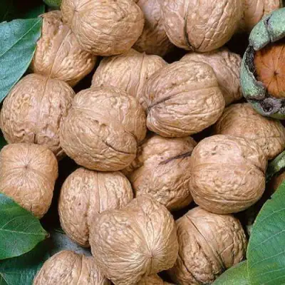 Грецкий орех ПРЕЗИДЕНТ в Новополоцке