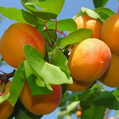 Абрикос КИЕВСКИЙ РАННИЙ в Новополоцке