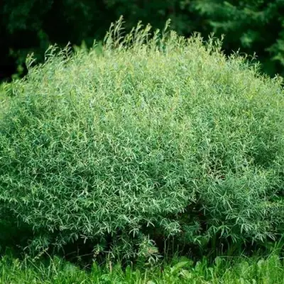 Ива НАНА пурпурная в Новополоцке