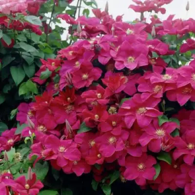 Клематис РУЖ КАРДИНАЛ в Новополоцке