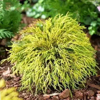 Кипарисовик ВАВЕЛ горохоплодный в Новополоцке