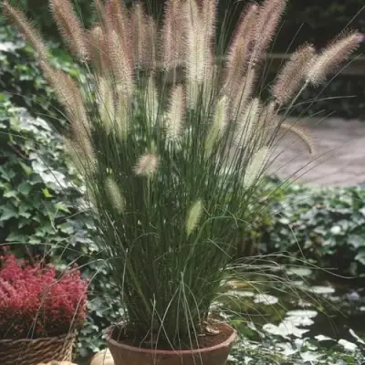 Пеннисетум ХАМЕЛН в Новополоцке