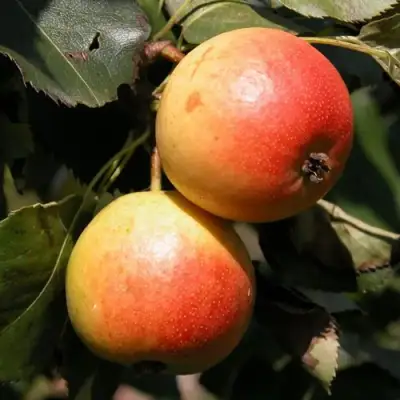 Груша АЛЁНУШКА в Новополоцке