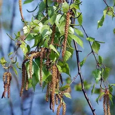 Береза ПОВИСЛАЯ в Новополоцке