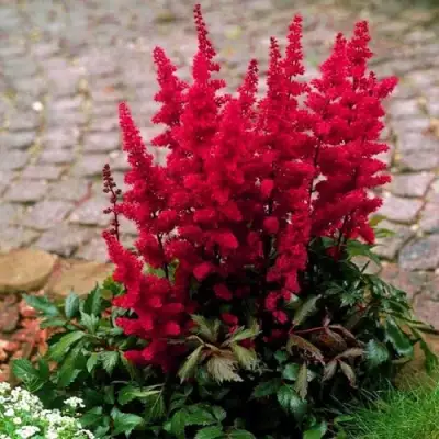 Астильба ГЛАТ Арендса в Новополоцке