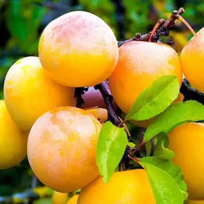 Слива МИНСКАЯ в Новополоцке