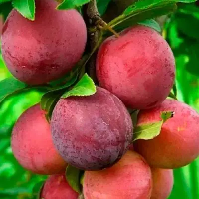 Слива КЛЕОПАТРА в Новополоцке