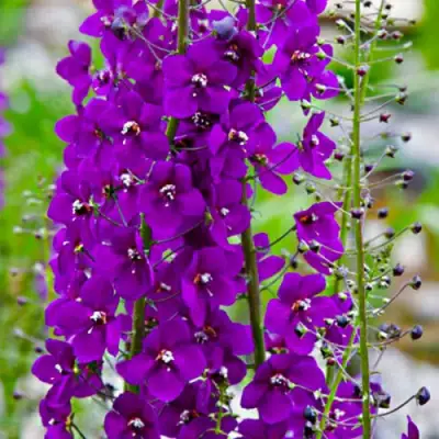 Коровяк ВИОЛЕТТА (вербаскум) в Новополоцке