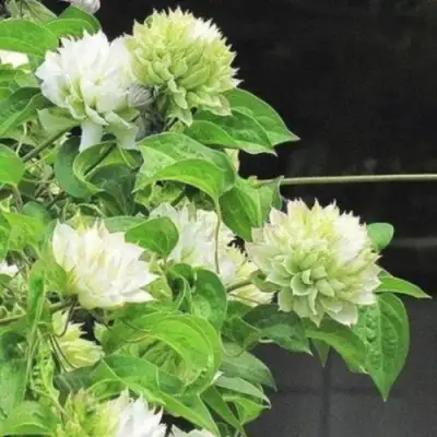 Клематис КОХАНА в Новополоцке