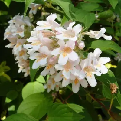 Кольквиция прелестная в Новополоцке