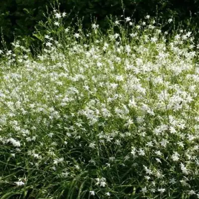 Венечник ветвистый в Новополоцке