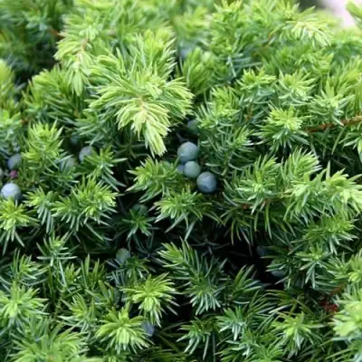 Можжевельник ШЛЯГЕР прибрежный в Новополоцке