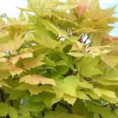 Клен ложноплатановый в Новополоцке