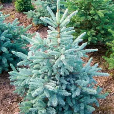 Ель КЕЙБАБ колючая в Новополоцке