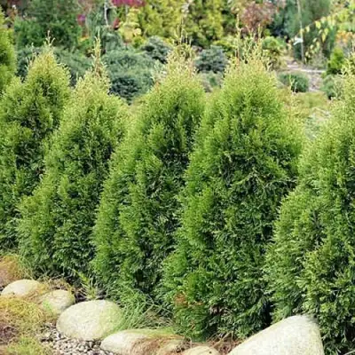 Туя СМАРАГД ВИТБОНТ западная в Новополоцке