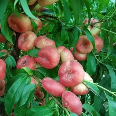 Нектарин КОНЦЕТТИНА в Новополоцке