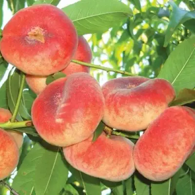 Персик САТУРН ИНЖИРНЫЙ в Новополоцке