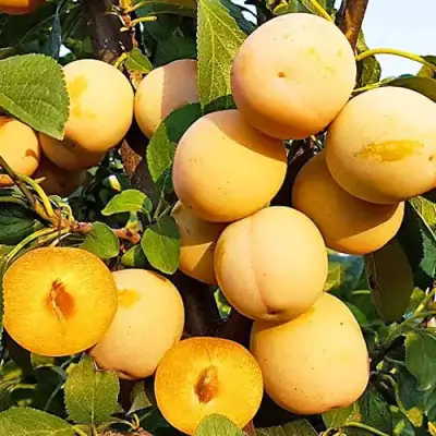 Слива РЕНКЛОД ранний в Новополоцке