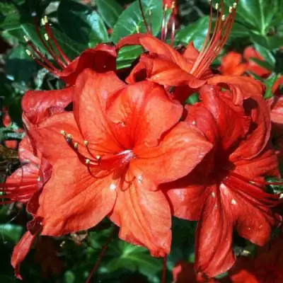 Азалия ДОЛОРОСО листопадная в Новополоцке