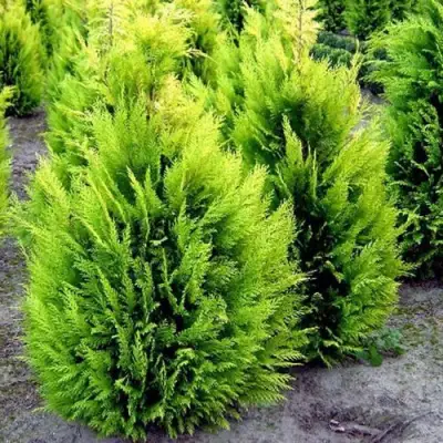 Кипарисовик ИВОНЕ лавсана в Новополоцке